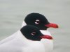 Mediterranean Gull at Westcliff Seafront (Steve Arlow) (45667 bytes)